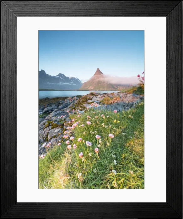 Framed Print : The midnight sun lights up flowers and the rocky peak of Volanstinden surrounded by sea Framed Print : The midnight sun lights up flowers and the rocky peak of Volanstinden surrounded by sea