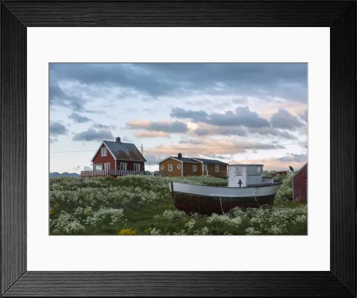 Framed Print : Midnight sun on the wooden houses called rorbu surrounded by blooming flowers, Eggum Framed Print : Midnight sun on the wooden houses called rorbu surrounded by blooming flowers, Eggum