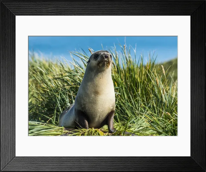 Framed Print : Young Antarctic fur seal (Arctocephalus gazella), Prion Island, South Georgia, Antarctica Framed Print : Young Antarctic fur seal (Arctocephalus gazella), Prion Island, South Georgia, Antarctica