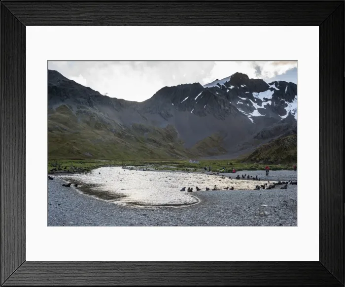 Framed Print : Antarctic fur seals (Arctocephalus gazella), Ocean Harbour, South Georgia, Antarctica Framed Print : Antarctic fur seals (Arctocephalus gazella), Ocean Harbour, South Georgia, Antarctica