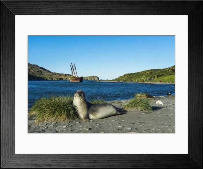 Framed Print : The southern elephant seal (Mirounga leonina) in front of an old whaling boat, Ocean Harbour Framed Print : The southern elephant seal (Mirounga leonina) in front of an old whaling boat, Ocean Harbour