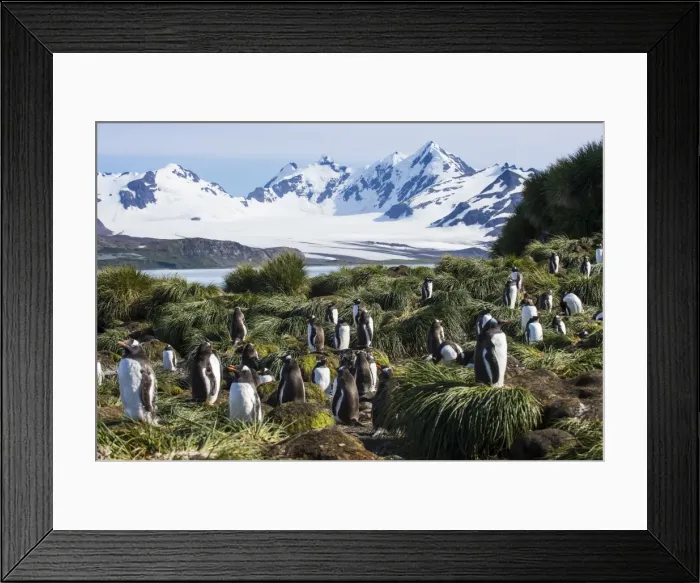 Framed Print : Gentoo penguin (Pygoscelis papua) colony, Prion Island, South Georgia, Antarctica Framed Print : Gentoo penguin (Pygoscelis papua) colony, Prion Island, South Georgia, Antarctica