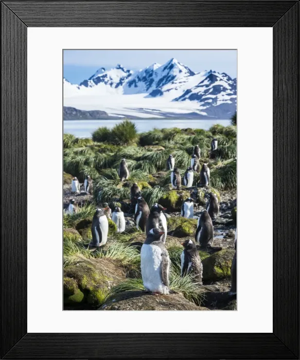 Framed Print : Gentoo penguins (Pygoscelis papua) colony, Prion Island, South Georgia, Antarctica Framed Print : Gentoo penguins (Pygoscelis papua) colony, Prion Island, South Georgia, Antarctica