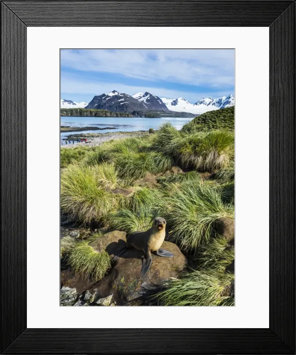 Framed Print : Young Antarctic fur seal (Arctocephalus gazella), Prion Island, South Georgia, Antarctica Framed Print : Young Antarctic fur seal (Arctocephalus gazella), Prion Island, South Georgia, Antarctica