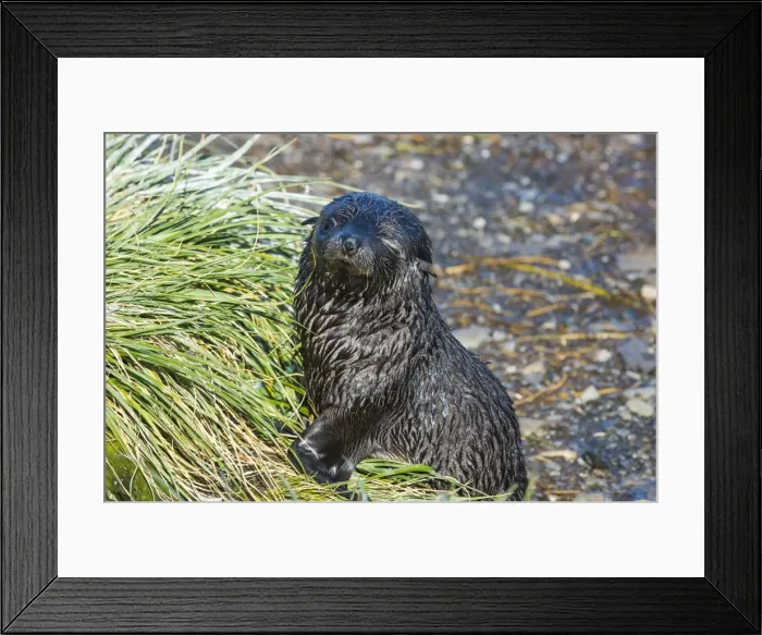 Framed Print : Prion Island, South Georgia, Antarctica, Polar Regions Framed Print : Prion Island, South Georgia, Antarctica, Polar Regions