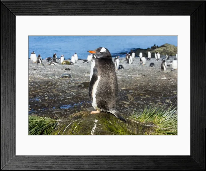 Framed Print : Gentoo penguin (Pygoscelis papua) close up, Prion Island, South Georgia, Antarctica Framed Print : Gentoo penguin (Pygoscelis papua) close up, Prion Island, South Georgia, Antarctica