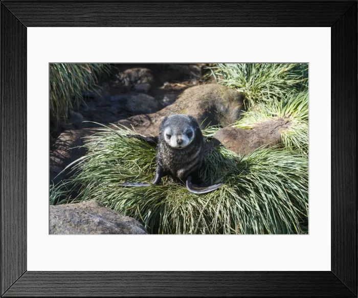 Framed Print : Young Antarctic fur seal (Arctocephalus gazella), Prion Island, South Georgia, Antarctica Framed Print : Young Antarctic fur seal (Arctocephalus gazella), Prion Island, South Georgia, Antarctica