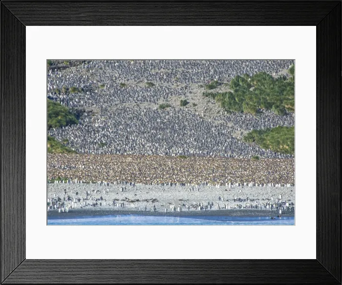 Framed Print : Giant king penguin (Aptenodytes patagonicus) colony, Salisbury Plain, South Georgia Framed Print : Giant king penguin (Aptenodytes patagonicus) colony, Salisbury Plain, South Georgia