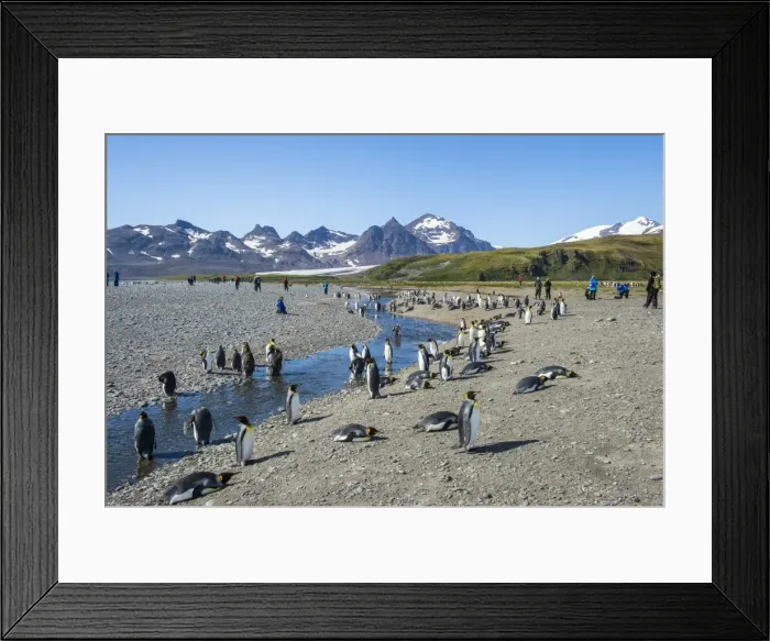 Framed Print : Giant king penguin (Aptenodytes patagonicus) colony, Salisbury Plain, South Georgia Framed Print : Giant king penguin (Aptenodytes patagonicus) colony, Salisbury Plain, South Georgia
