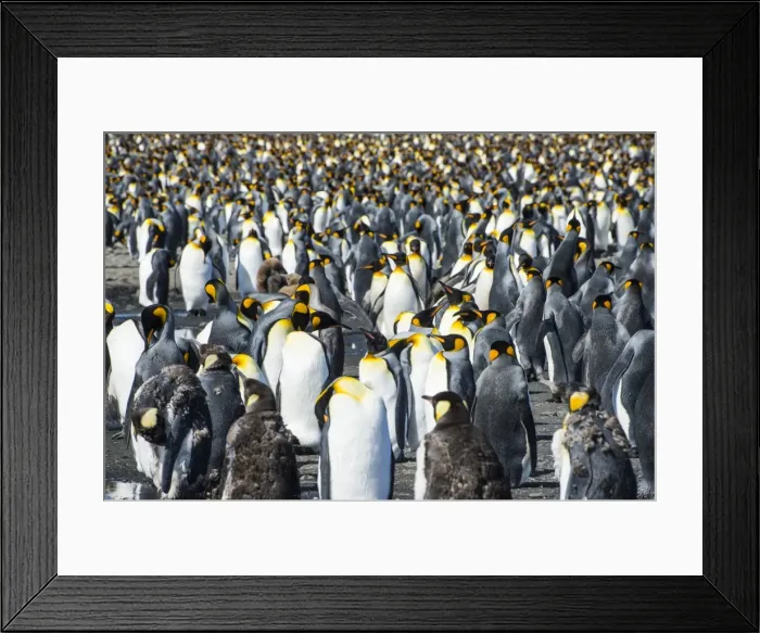 Framed Print : Giant king penguin (Aptenodytes patagonicus) colony, Salisbury Plain, South Georgia Framed Print : Giant king penguin (Aptenodytes patagonicus) colony, Salisbury Plain, South Georgia