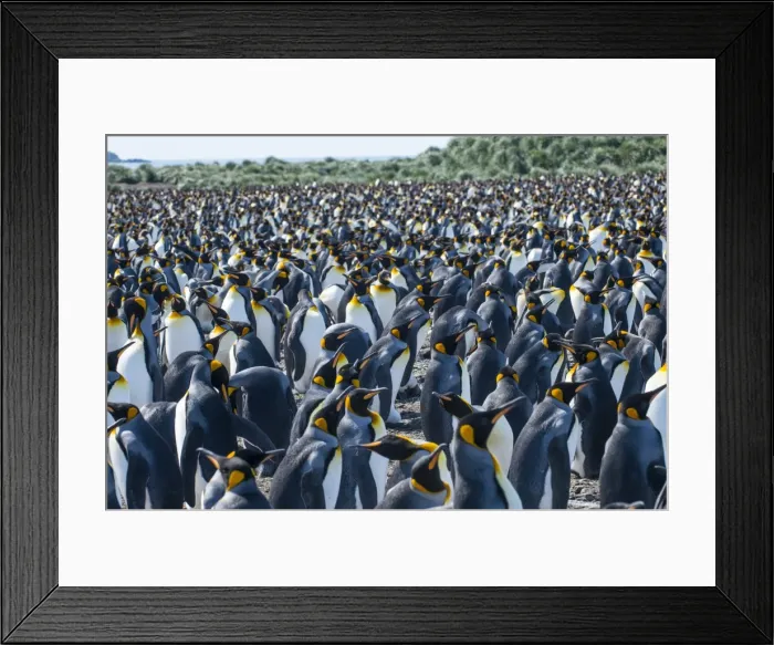 Framed Print : Giant king penguin (Aptenodytes patagonicus) colony, Salisbury Plain, South Georgia Framed Print : Giant king penguin (Aptenodytes patagonicus) colony, Salisbury Plain, South Georgia