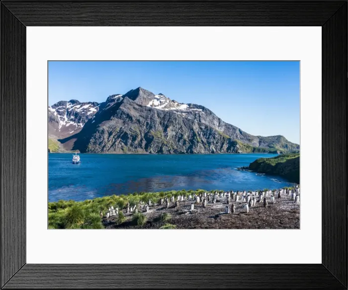 Framed Print : Gentoo penguin colony on the edge of the bay of Godthul, South Georgia, Antarctica Framed Print : Gentoo penguin colony on the edge of the bay of Godthul, South Georgia, Antarctica