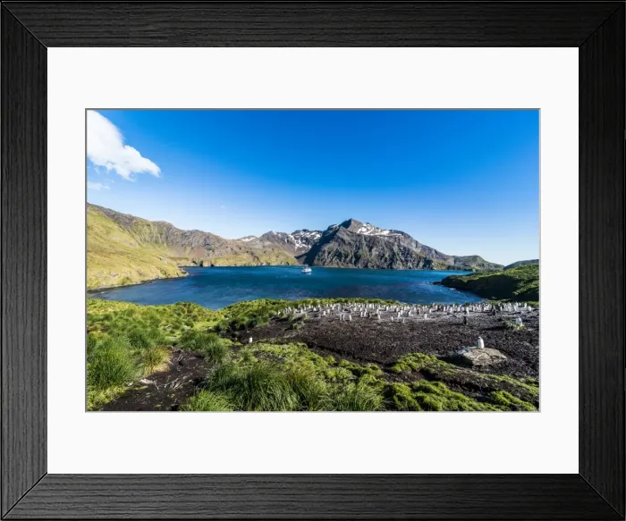 Framed Print : Gentoo penguin colony in the bay of Godthul, South Georgia, Antarctica, Polar Regions Framed Print : Gentoo penguin colony in the bay of Godthul, South Georgia, Antarctica, Polar Regions