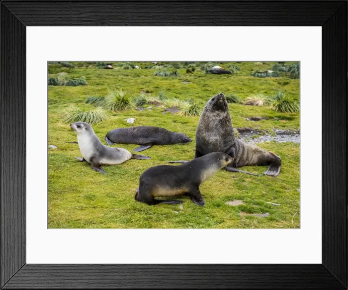 Framed Print : Antarctic fur seals (Arctocephalus gazella), Grytviken, South Georgia, Antarctica Framed Print : Antarctic fur seals (Arctocephalus gazella), Grytviken, South Georgia, Antarctica