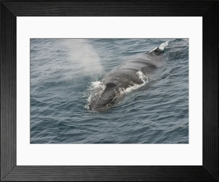 Framed Print : Humpback whale (Megaptera novaeangliae), South Sandwich Islands, Antarctica, Polar Framed Print : Humpback whale (Megaptera novaeangliae), South Sandwich Islands, Antarctica, Polar