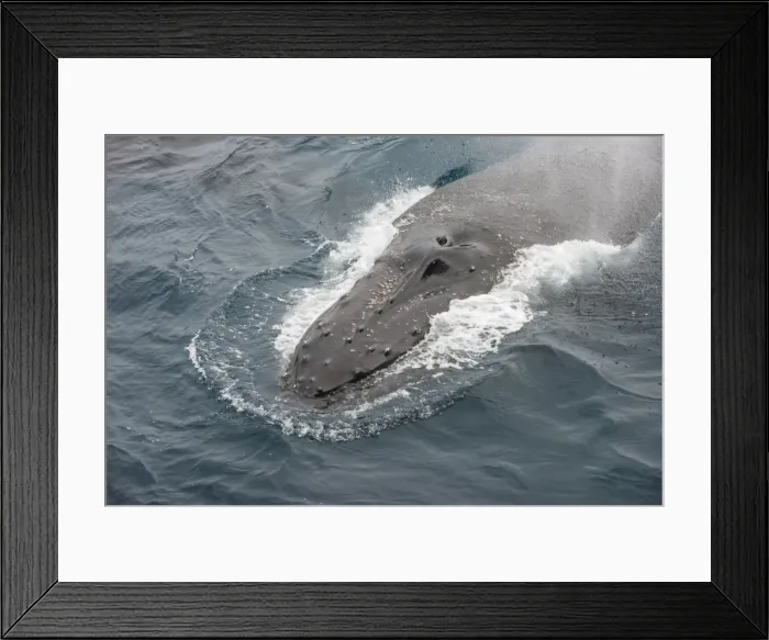 Framed Print : Humpback whale (Megaptera novaeangliae), South Sandwich Islands, Antarctica, Polar Framed Print : Humpback whale (Megaptera novaeangliae), South Sandwich Islands, Antarctica, Polar