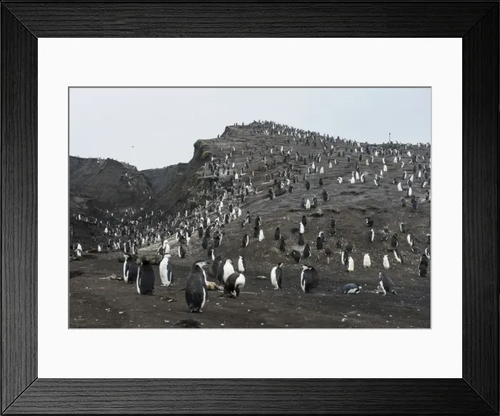 Framed Print : Penguins, Saunders Island, South Sandwich Islands, Antarctica, Polar Regions Framed Print : Penguins, Saunders Island, South Sandwich Islands, Antarctica, Polar Regions