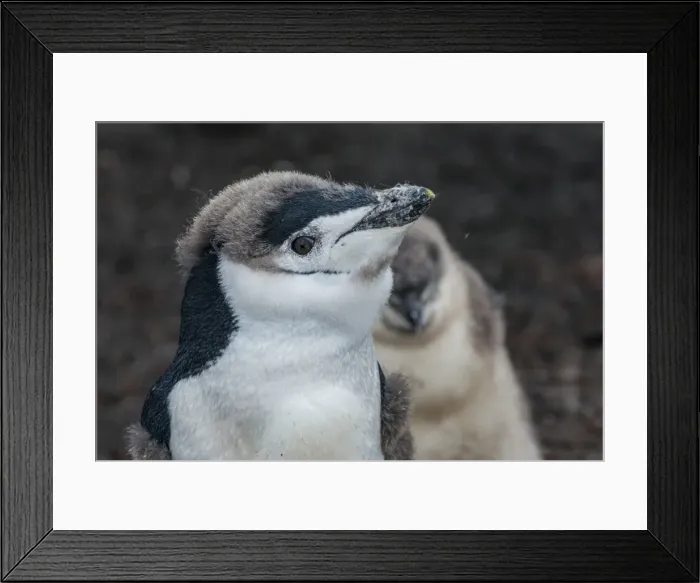 Framed Print : Chinstrap penguin chick (Pygoscelis antarctica) on a black volcanic beach, Saunders Island Framed Print : Chinstrap penguin chick (Pygoscelis antarctica) on a black volcanic beach, Saunders Island