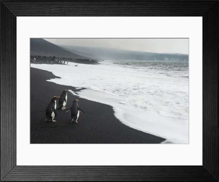 Framed Print : Southern rockhopper penguin group (Eudyptes chrysocome), Saunders Island, South Sandwich Islands Framed Print : Southern rockhopper penguin group (Eudyptes chrysocome), Saunders Island, South Sandwich Islands