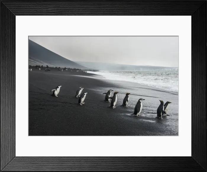 Framed Print : Chinstrap penguin group (Pygoscelis antarctica), Saunders island, South Sandwich Islands Framed Print : Chinstrap penguin group (Pygoscelis antarctica), Saunders island, South Sandwich Islands