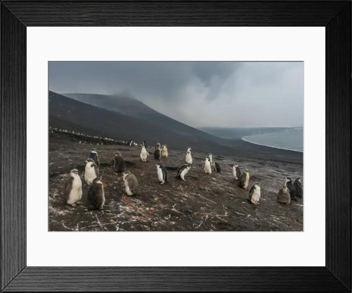 Framed Print : Chinstrap penguin colony (Pygoscelis antarctica), Saunders Island, South Sandwich Islands Framed Print : Chinstrap penguin colony (Pygoscelis antarctica), Saunders Island, South Sandwich Islands