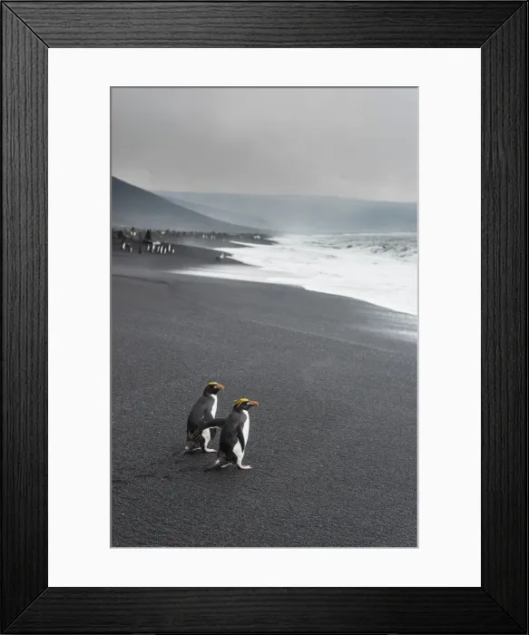 Framed Print : Southern rockhopper penguin group (Eudyptes chrysocome), Saunders Island, South Sandwich Islands Framed Print : Southern rockhopper penguin group (Eudyptes chrysocome), Saunders Island, South Sandwich Islands