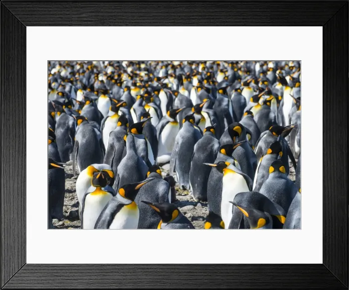 Framed Print : Giant king penguins (Aptenodytes patagonicus) colony, Salisbury Plain, South Georgia Framed Print : Giant king penguins (Aptenodytes patagonicus) colony, Salisbury Plain, South Georgia