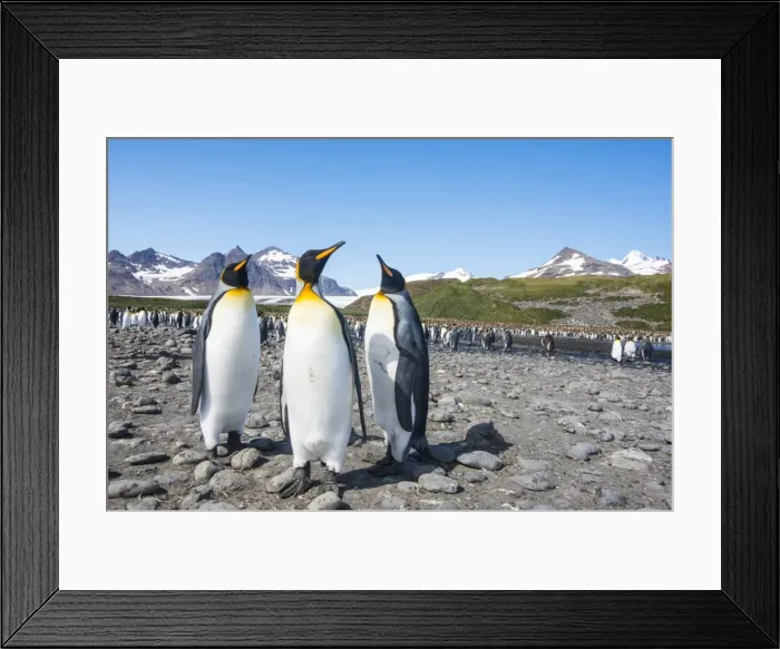 Framed Print : King penguins (Aptenodytes patagonicus), Salisbury Plain, South Georgia, Antarctica Framed Print : King penguins (Aptenodytes patagonicus), Salisbury Plain, South Georgia, Antarctica