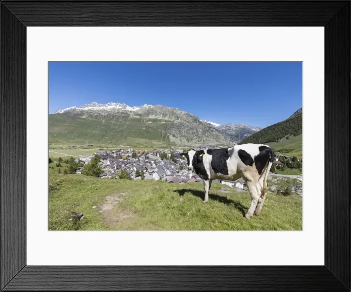 Framed Print : Cow grazing in the green pastures surrounding the alpine village of Andermatt, Canton of Uri Framed Print : Cow grazing in the green pastures surrounding the alpine village of Andermatt, Canton of Uri