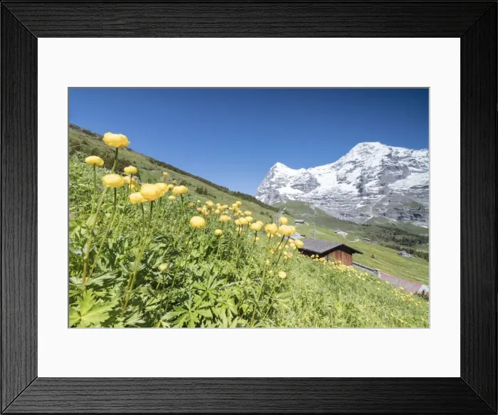 Framed Print : Blooming of yellow flowers framed by green meadows and snowy peaks, Wengen, Bernese Oberland Framed Print : Blooming of yellow flowers framed by green meadows and snowy peaks, Wengen, Bernese Oberland
