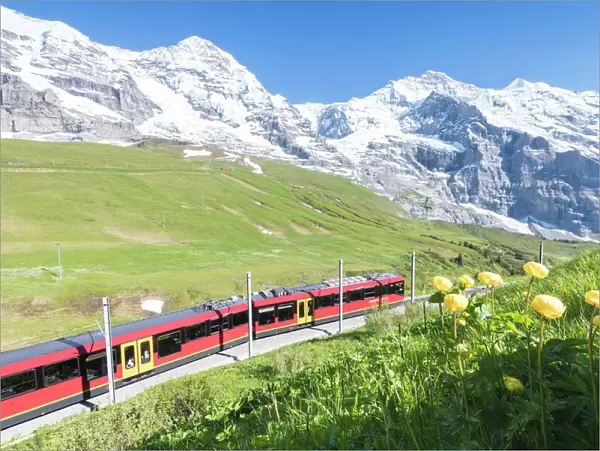 The Wengernalpbahn rack railway framed by flowers and snowy peaks, Wengen, Bernese Oberland