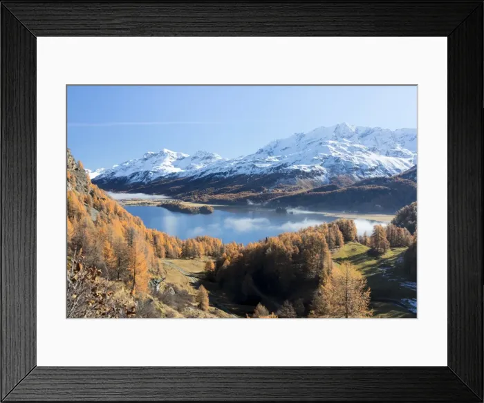 Framed Print : Colorful woods around Lake Sils with snowy peaks in the background, Maloja, Canton of Graubunden Framed Print : Colorful woods around Lake Sils with snowy peaks in the background, Maloja, Canton of Graubunden
