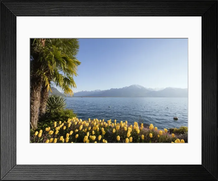Framed Print : Spring tulips, Lake Geneva (Lac Leman), Montreux, Vaud, Switzerland, Europe Framed Print : Spring tulips, Lake Geneva (Lac Leman), Montreux, Vaud, Switzerland, Europe