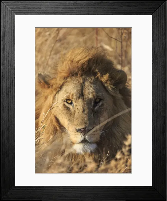 Framed Print : African Lion, Serengeti National Park, Tanzania, East Africa, Africa Framed Print : African Lion, Serengeti National Park, Tanzania, East Africa, Africa