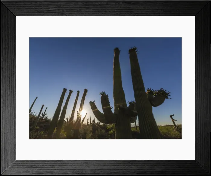 Framed Print : Sunrise on saguaro cactus in bloom (Carnegiea gigantea), Sweetwater Preserve, Tucson Framed Print : Sunrise on saguaro cactus in bloom (Carnegiea gigantea), Sweetwater Preserve, Tucson