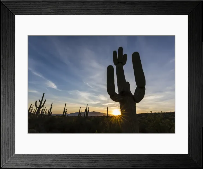 Framed Print : Sunrise on saguaro cactus in bloom (Carnegiea gigantea), Sweetwater Preserve, Tucson Framed Print : Sunrise on saguaro cactus in bloom (Carnegiea gigantea), Sweetwater Preserve, Tucson
