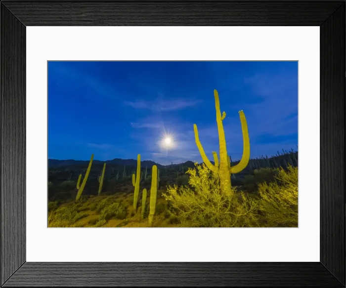 Framed Print : Full moon on saguaro cactus (Carnegiea gigantea), Sweetwater Preserve, Tucson, Arizona Framed Print : Full moon on saguaro cactus (Carnegiea gigantea), Sweetwater Preserve, Tucson, Arizona