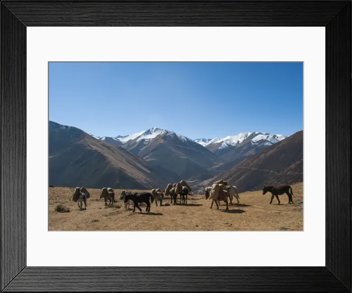 Framed Print : Pack horses cross a small pass near Goyul along the Lasa to Gasa trekking route, Bhutan Framed Print : Pack horses cross a small pass near Goyul along the Lasa to Gasa trekking route, Bhutan