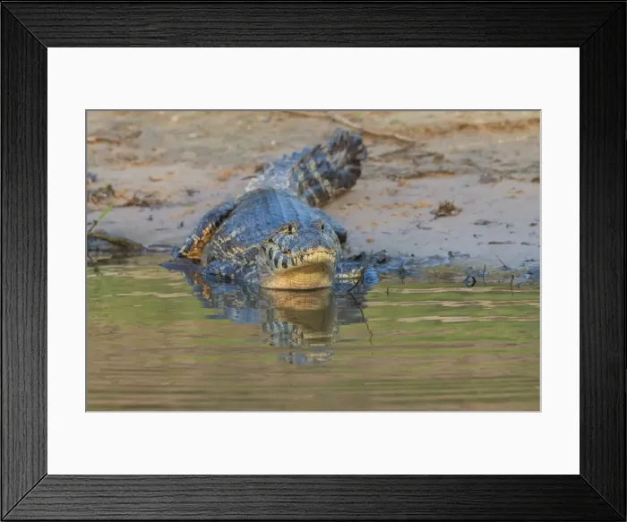 Framed Print : Yacare caiman (Caiman yacare), Pantanal, Mato Grosso, Brazil, South America Framed Print : Yacare caiman (Caiman yacare), Pantanal, Mato Grosso, Brazil, South America