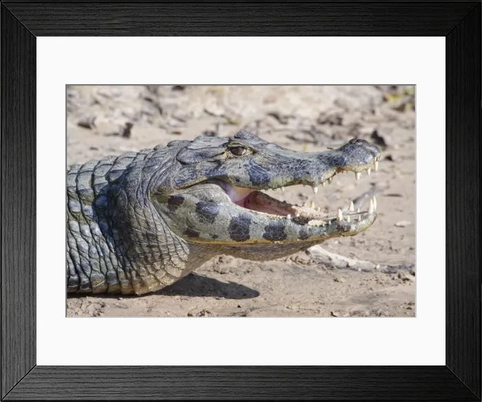 Framed Print : Yacare caiman (Caiman yacare), Pantanal, Mato Grosso, Brazil, South America Framed Print : Yacare caiman (Caiman yacare), Pantanal, Mato Grosso, Brazil, South America