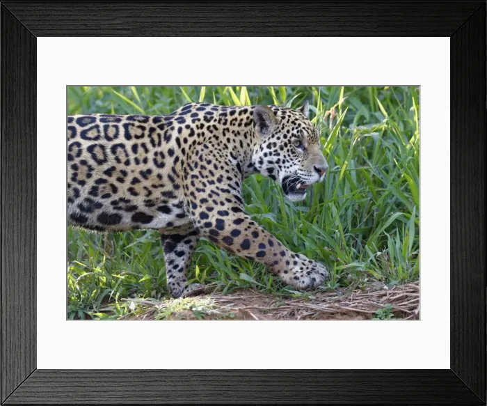 Framed Print : Young Jaguar (Panthera onca) on a riverbank, Cuiaba river, Pantanal, Mato Grosso Framed Print : Young Jaguar (Panthera onca) on a riverbank, Cuiaba river, Pantanal, Mato Grosso