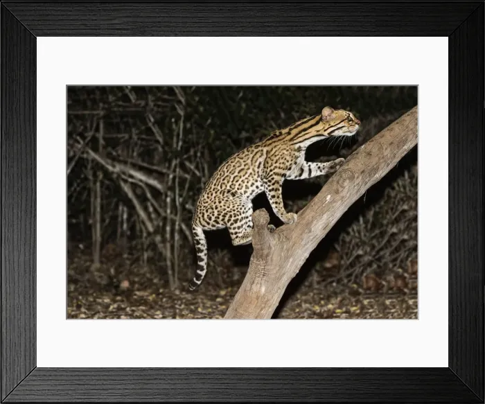 Framed Print : Ocelot (Leopardus pardalis) at night, Pantanal, Mato Grosso, Brazil, South America Framed Print : Ocelot (Leopardus pardalis) at night, Pantanal, Mato Grosso, Brazil, South America