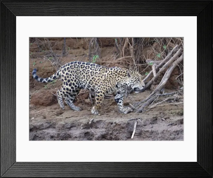 Framed Print : Young Jaguar (Panthera onca) walking on a riverbank, Cuiaba River, Pantanal, Mato Grosso Framed Print : Young Jaguar (Panthera onca) walking on a riverbank, Cuiaba River, Pantanal, Mato Grosso