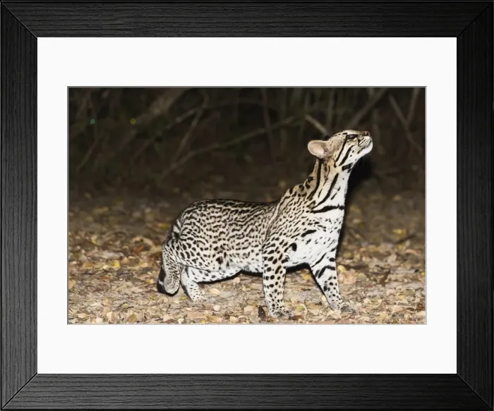 Framed Print : Ocelot (Leopardus pardalis) at night, Pantanal, Mato Grosso, Brazil, South America Framed Print : Ocelot (Leopardus pardalis) at night, Pantanal, Mato Grosso, Brazil, South America