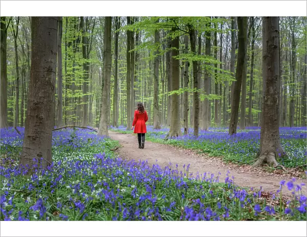 Woman in red coat walking through bluebell woods, Hallerbos, Belgium, Europe