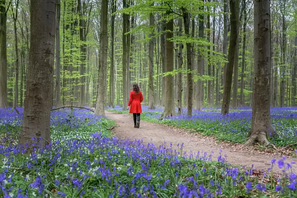 Woman in red coat walking through bluebell woods, Hallerbos, Belgium, Europe