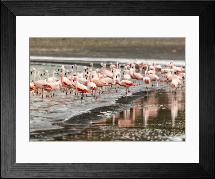 Framed Print : Chilean flamingos (Phoenicopterus chilensis) in Torres del Paine National Park, Patagonia Framed Print : Chilean flamingos (Phoenicopterus chilensis) in Torres del Paine National Park, Patagonia