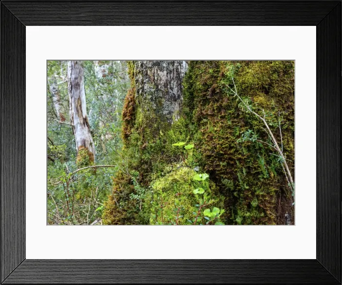 Framed Print : Moss and lichen covered bark in Patagonian Nothofagus beech forest, Alberto de Agostini Framed Print : Moss and lichen covered bark in Patagonian Nothofagus beech forest, Alberto de Agostini