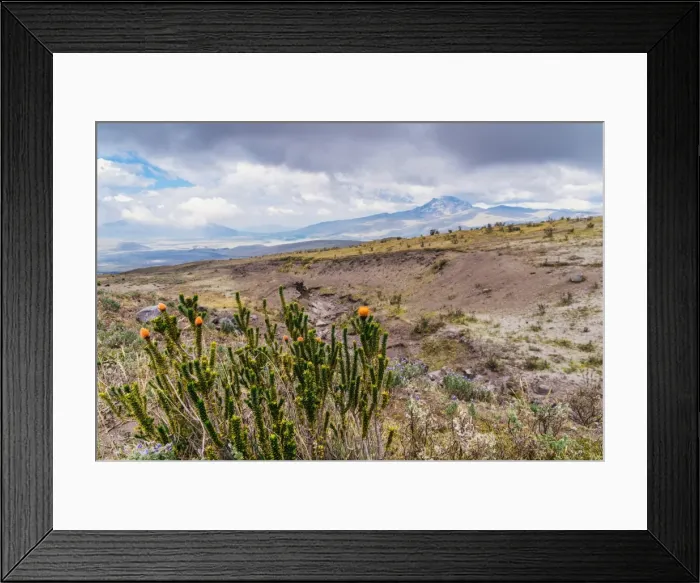 Framed Print : Cotopaxi National Park, a large forested area known for the active, snow-capped Cotopaxi volcano Framed Print : Cotopaxi National Park, a large forested area known for the active, snow-capped Cotopaxi volcano