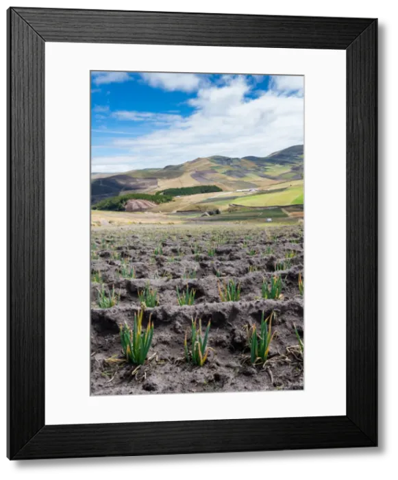 Framed Print : Andean vegetation, Ecuador, South America Framed Print : Andean vegetation, Ecuador, South America